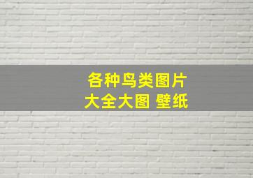 各种鸟类图片大全大图 壁纸